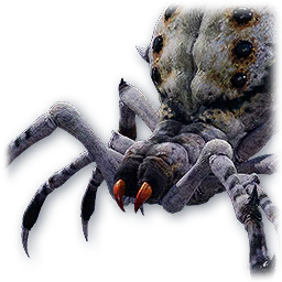 Aschgraue Spinne